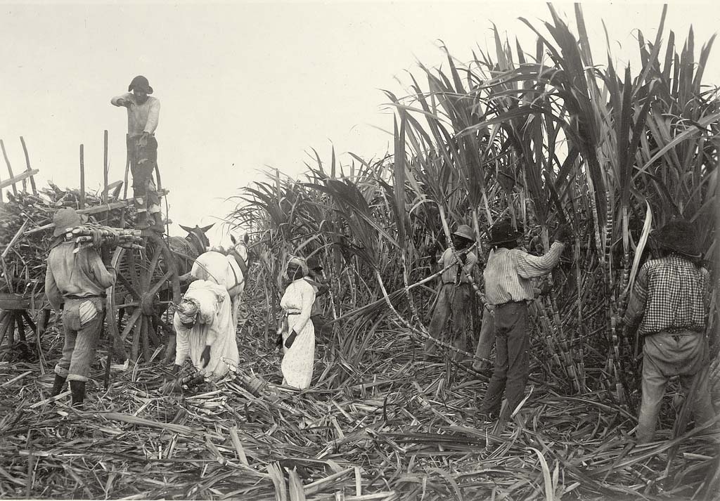 Pointe-à-Pitre. Sugar cane cutters, 1900