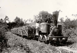 Pointe-à-Pitre. Sugar cane train